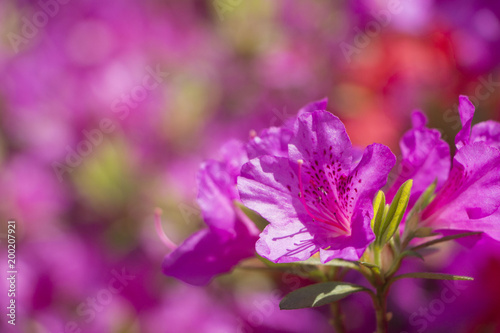 Royal azaleas in spring. Use as background