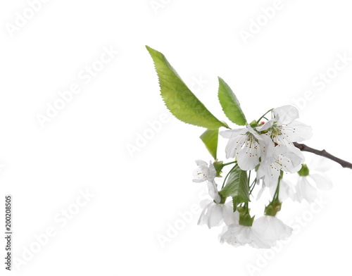 Cherry flowers blooming with branch isolated on white background, clipping path