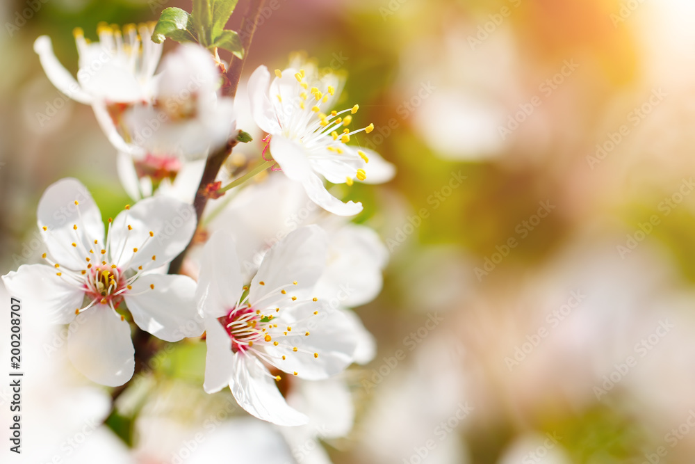 Beautiful blooming Apple trees in the spring garden. Close up. Beautiful blooming Apple trees in the spring garden. Close up.