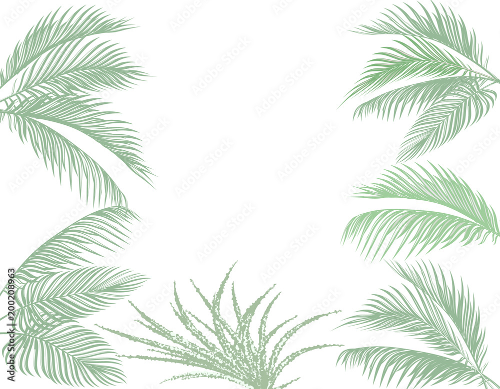 Leaves of tropical palms in pastel tones. Set. Monster, agave. Isolated on white background. illustration