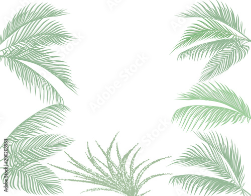 Leaves of tropical palms in pastel tones. Set. Monster  agave. Isolated on white background. illustration