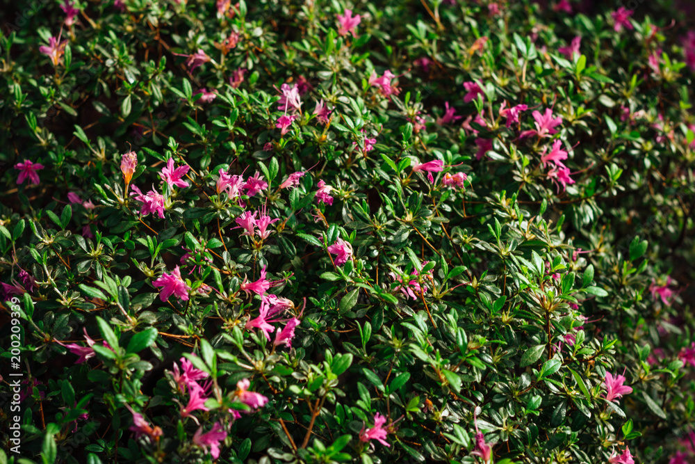Pink Satsuki azalea blooming(Azalea Rhododendron) Pink Satsuki azalea blooming(Azalea Rhododendron)