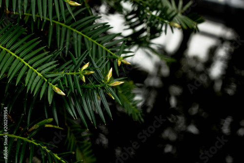 Torreya taxifolia branches