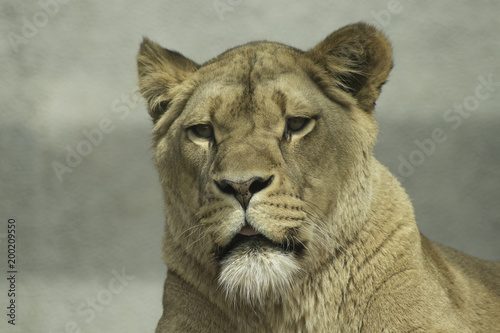Lioness resting powerfull animal looking at the camera