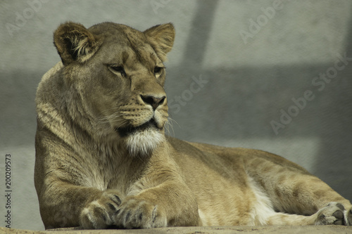 Lioness resting powerfull animal looking at the camera