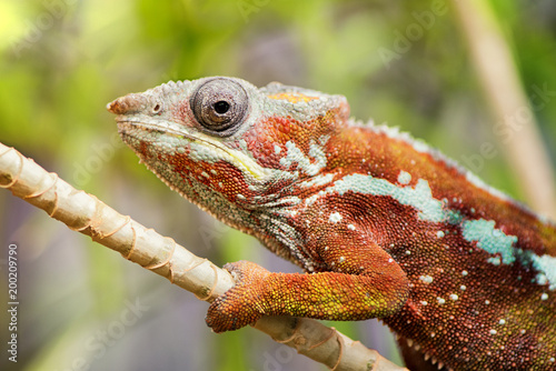 Panter chameleon, Furcifer pardalis photo