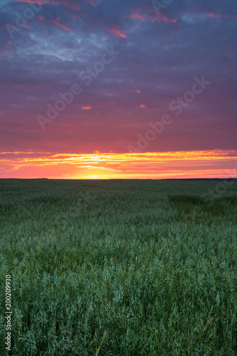 Landscape Of Green Young Wheat In Spring Field Under Scenic Summer © Grigory Bruev