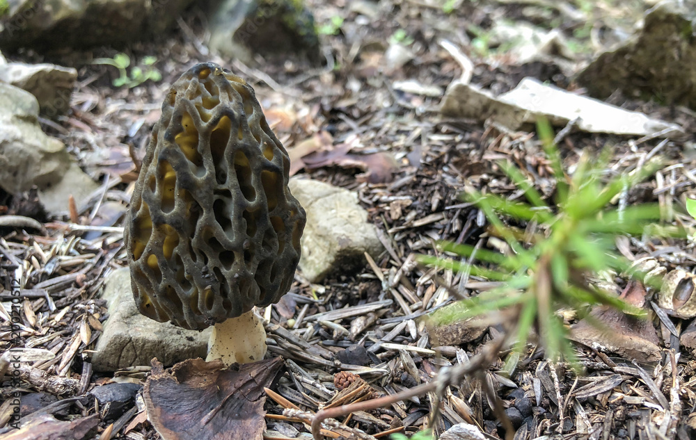 most valuable edible morel mushroom Stock Photo Adobe Stock
