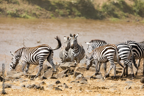 Zebra crossing the Mara river