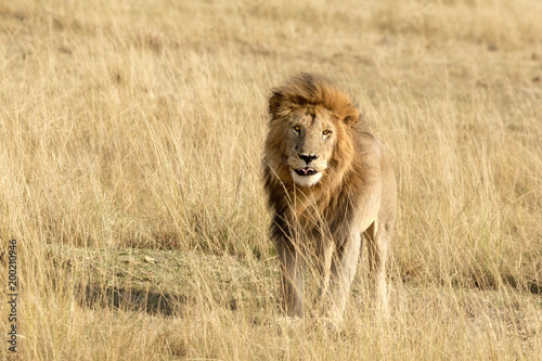 Fototapeta Naklejka Na Ścianę i Meble -  Male lion in the Masai Mara