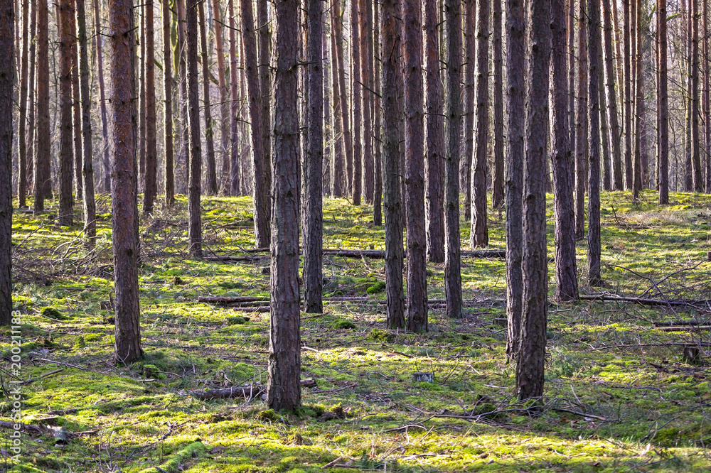 Obraz premium Pine forest, monoculture, in Brandenburg, Germany
