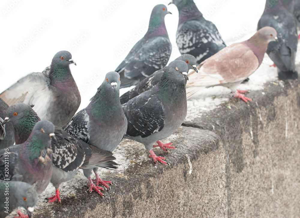 Obraz premium pigeons on a white background