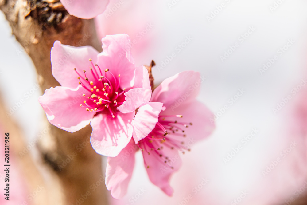 Blossoming peach trees in Aitona, Catalonia, Spain Blossoming peach trees in Aitona, Catalonia, Spain
