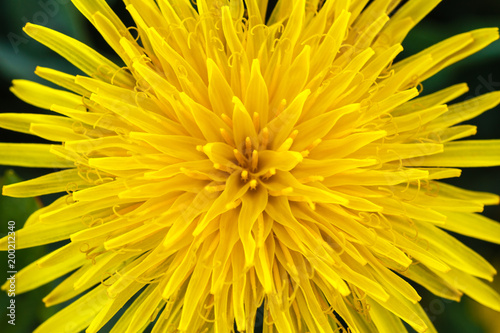 Fototapeta Naklejka Na Ścianę i Meble -  Flor amarilla. Diente de León, Achicoria amarga. Taraxacum officinale.