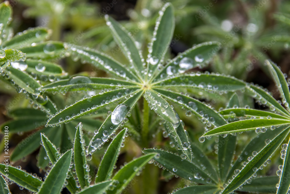Wassertropfen auf Lupinen, 2