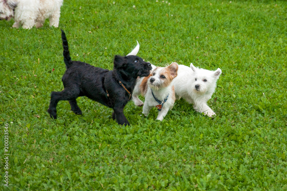 Playing puppies in the dog school