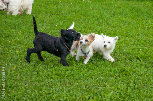 Photography Playing puppies in the dog school