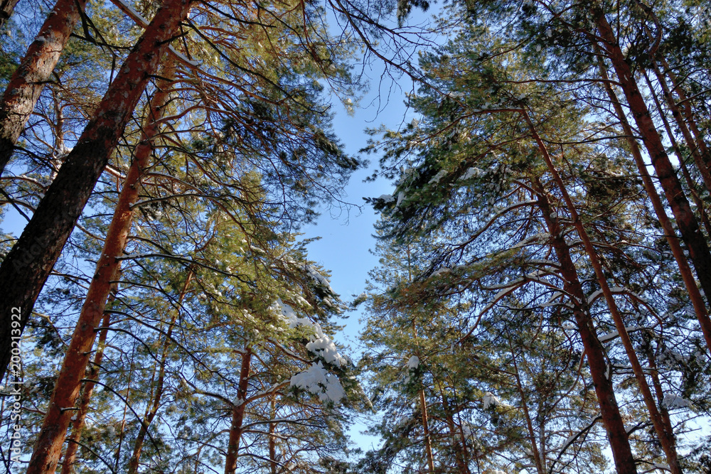 Siberian pine forest in winter on a clear Sunny day Siberian pine forest in winter on a clear Sunny day
