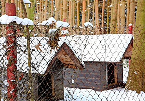 psie budy w schronisku, adopcja zwierząt photo