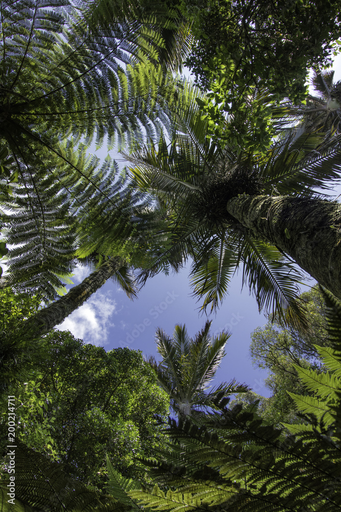 Tree top of tropical forest new zealand looking up at trees Tree top of tropical forest new zealand looking up at trees