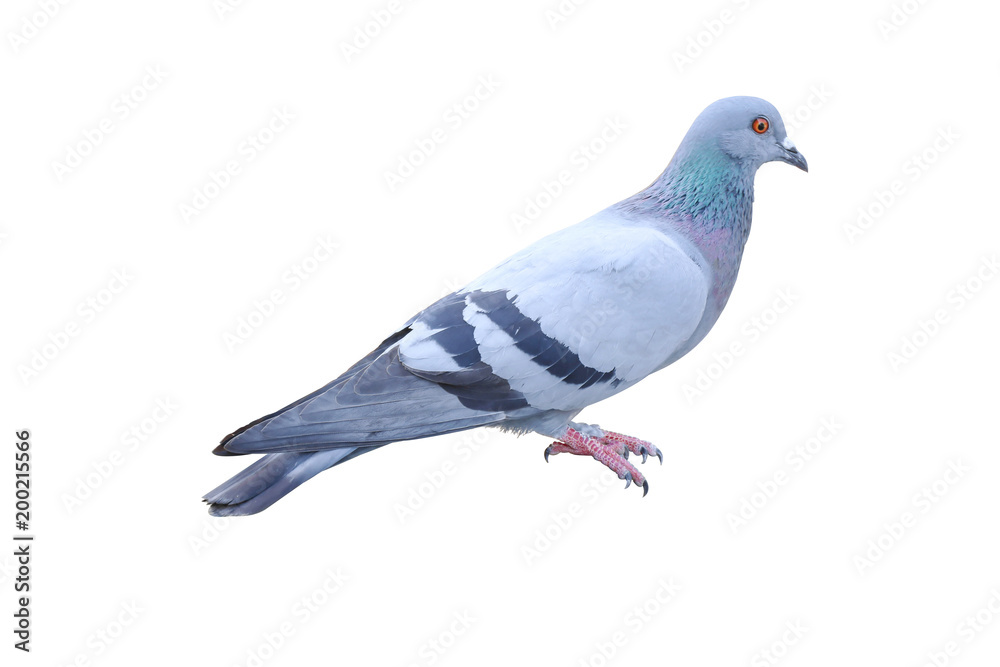 Naklejka premium Dove on a white background