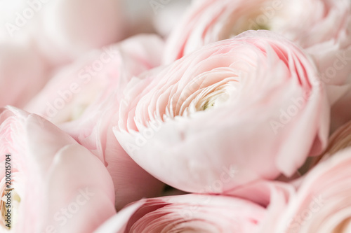 many layered petals. Persian buttercup. Bunch pale pink ranunculus flowers light background. Wallpaper, Horizontal photo