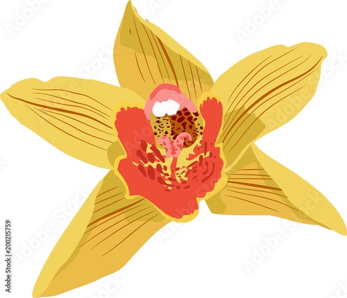 fiore di Ibrido di Cymbidium, orchidea gialla photo