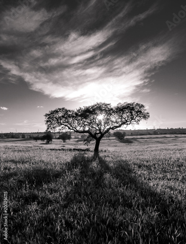 silhouette of lonely tree in black and white with strong sunset light