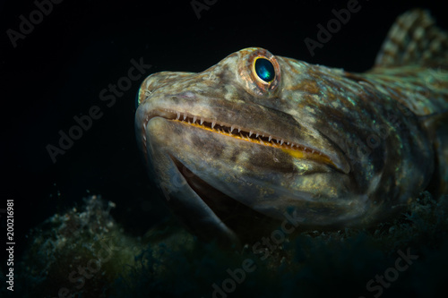 Lizardfishes  (Synodontidae) on the reef in Bonaire, Netherlands Antilles © timsimages.uk