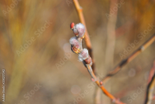 Branch of a blossoming willow on soft brown background,  spring sunny day