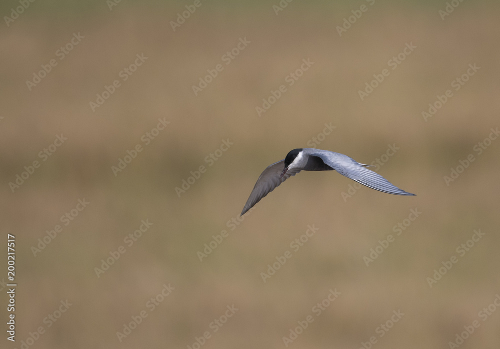 Whiskered tern (Chlidonias hybrida) Whiskered tern (Chlidonias hybrida)
