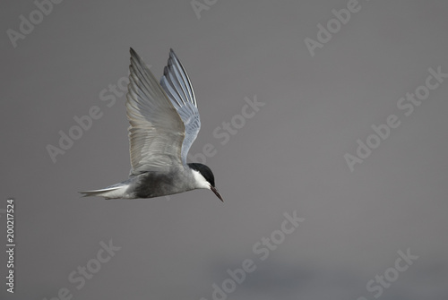 Photography Whiskered tern (Chlidonias hybrida)