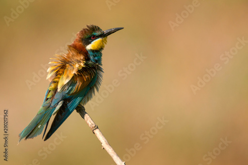 European bee-eater  Merops apiaster  sitting on a stick