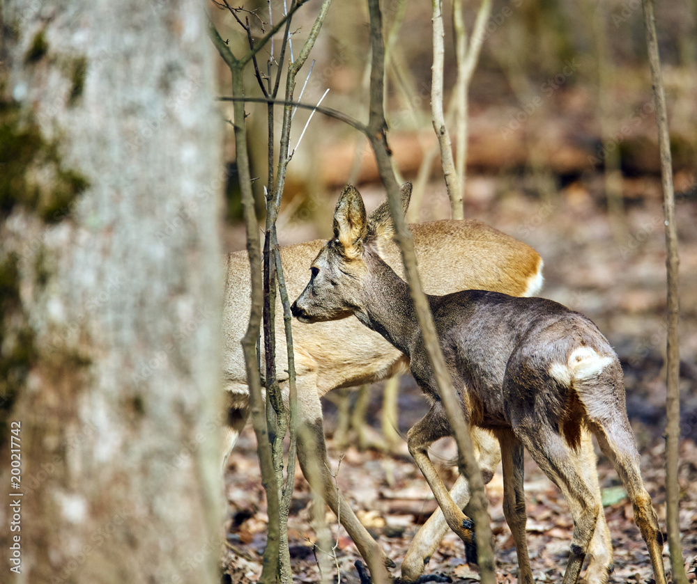 Obraz premium Roe buck in the forest