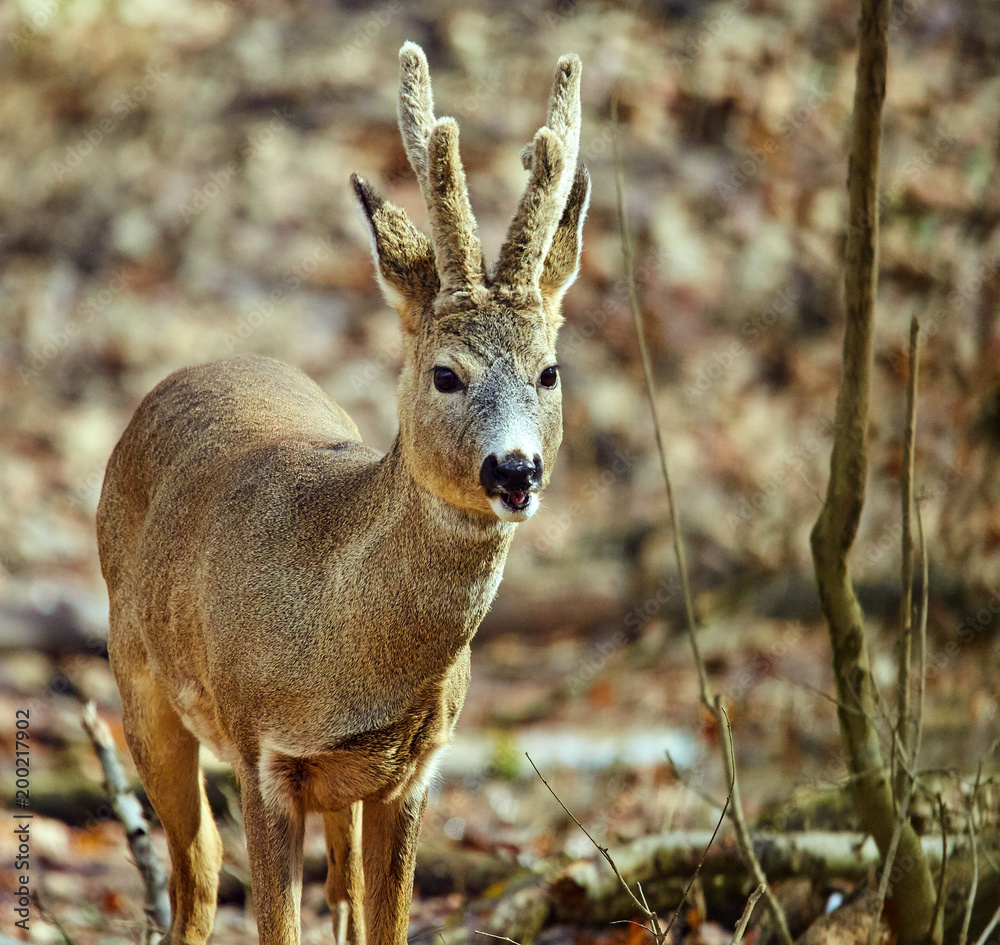 Roe buck in the forest
