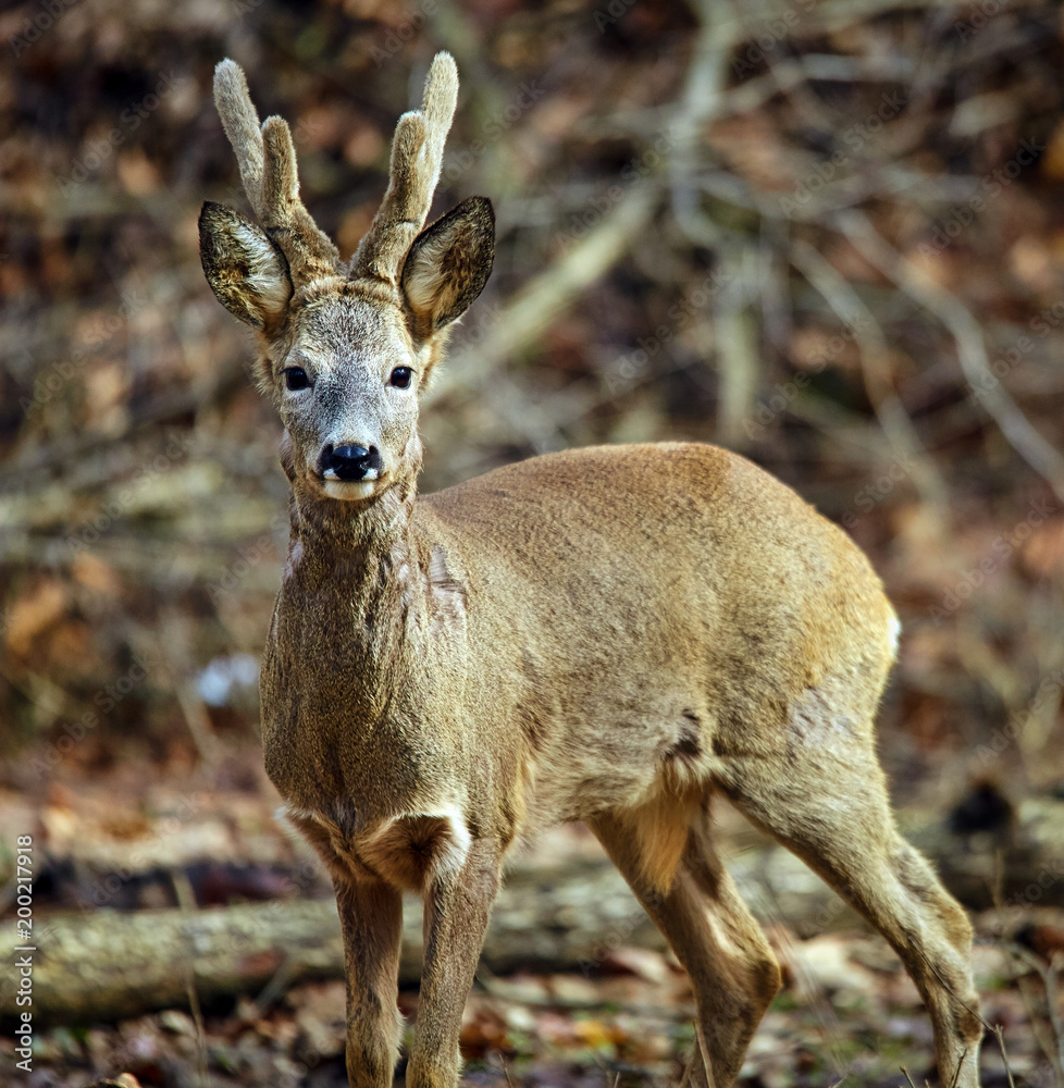 Fototapeta premium Roe buck in the forest