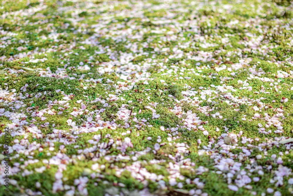 Petal of the plum Petal of the plum