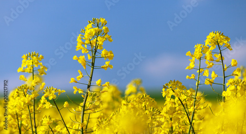 Tableau sur toile flowering rapeseed canola or colza