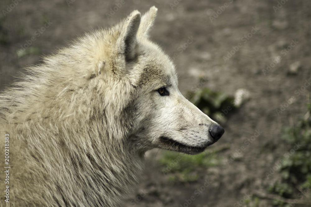 Wolf grey white hudson bay dog ancestor looking in the camera Wolf grey white hudson bay dog ancestor looking in the camera