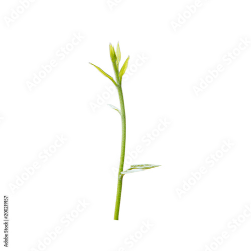 Green plants on white background.