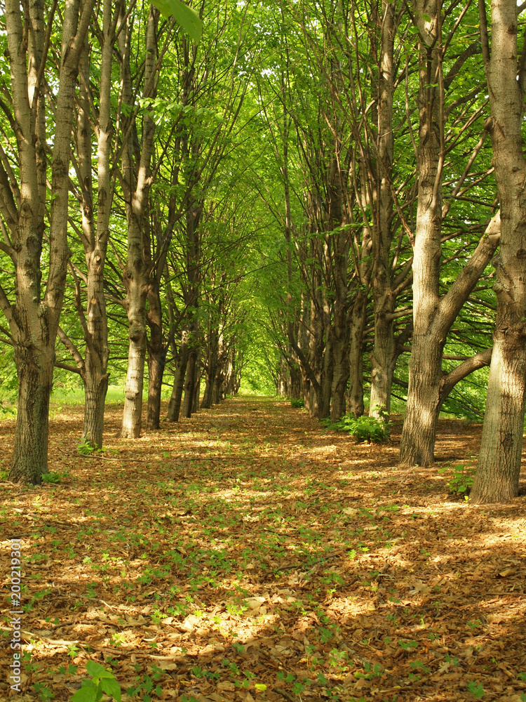 Obraz premium The park is in full bloom