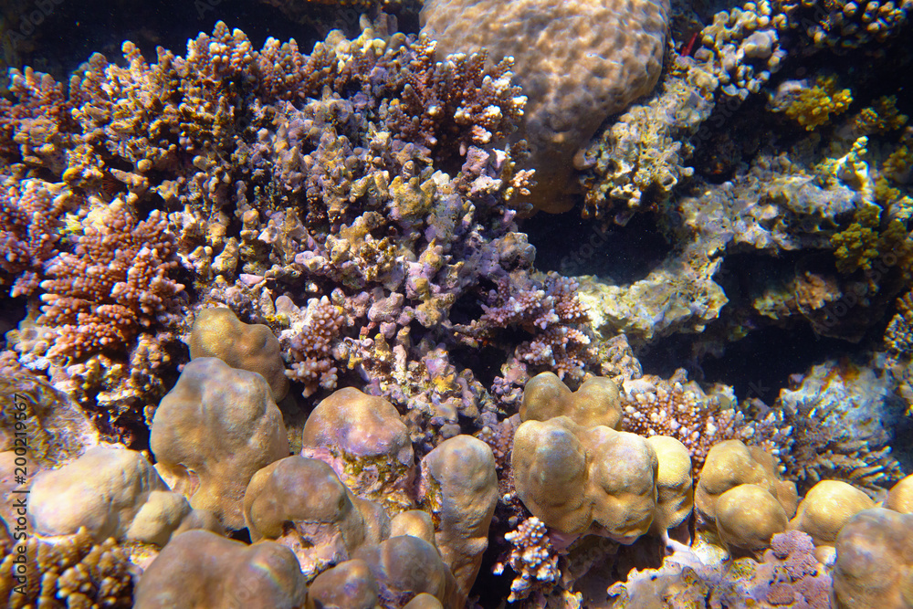 Fototapeta premium colorful coral reef