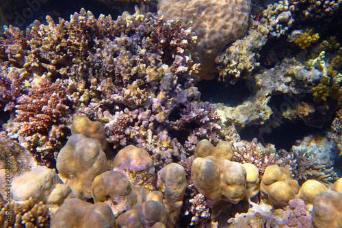 colorful coral reef © fox17