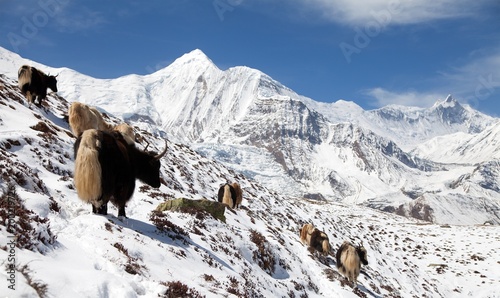 Herd of yaks, Annapurna range, Nepal himalayas