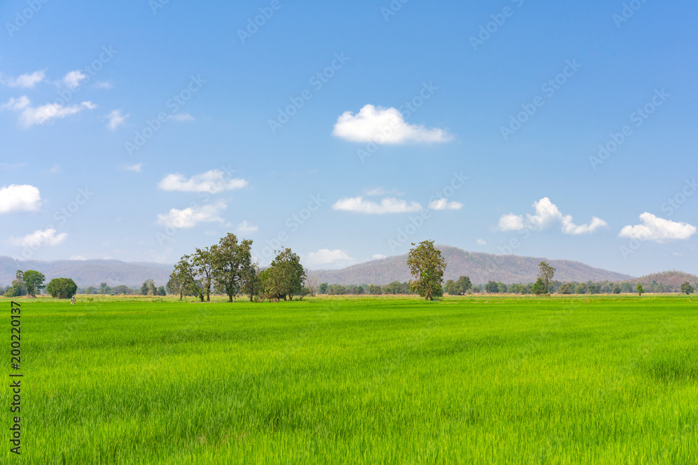 Paddy jasmine rice farm in Thailand