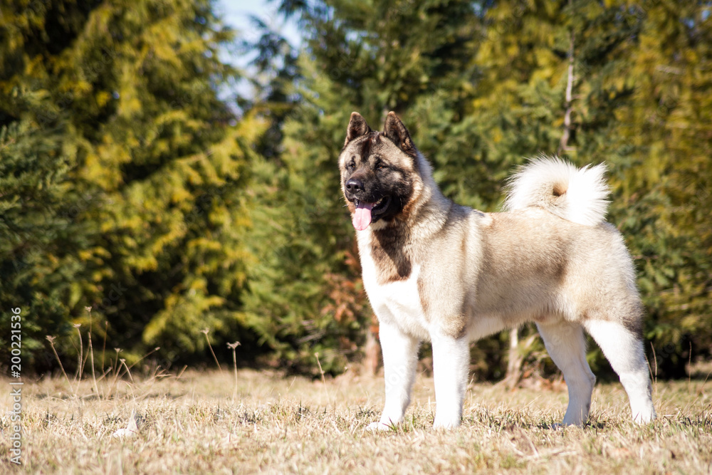 American akita dog posing outside in beautiful spring American akita dog posing outside in beautiful spring