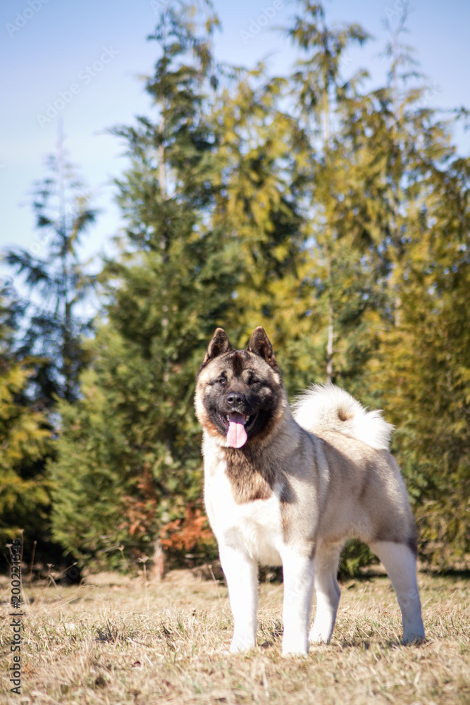 American akita dog posing outside in beautiful spring American akita dog posing outside in beautiful spring