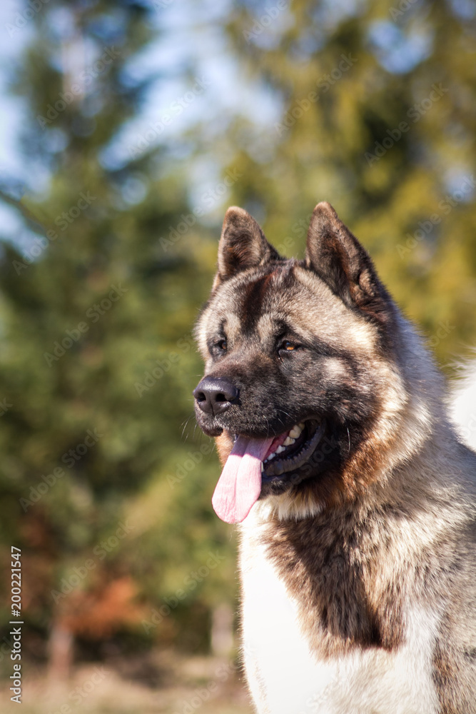 American akita dog posing outside in beautiful spring American akita dog posing outside in beautiful spring