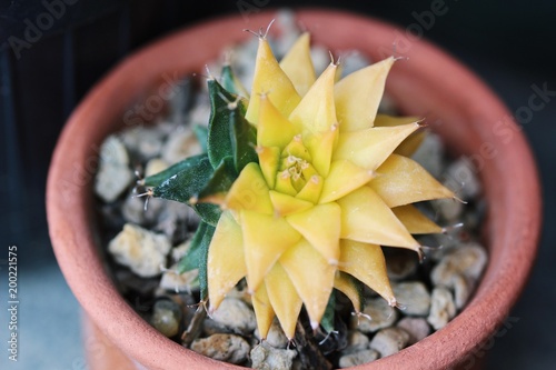 Closeup of rare green and yellow colored cactus, Obregonia denegrii variegata, in black pot photo