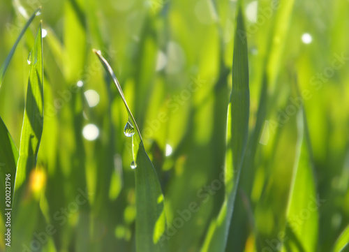 closeup on leaf of young wheat covered by dew